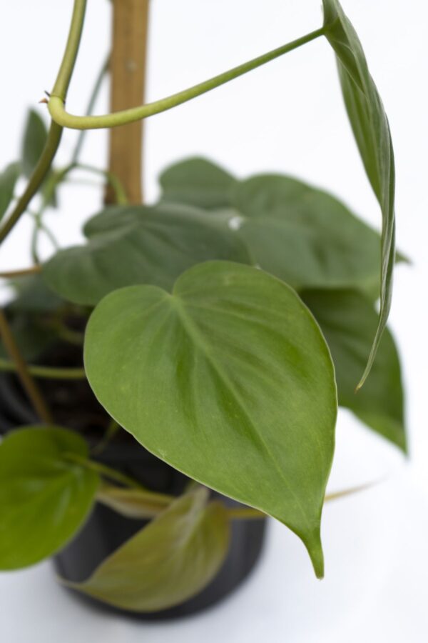 Cordatum - Imagen 2