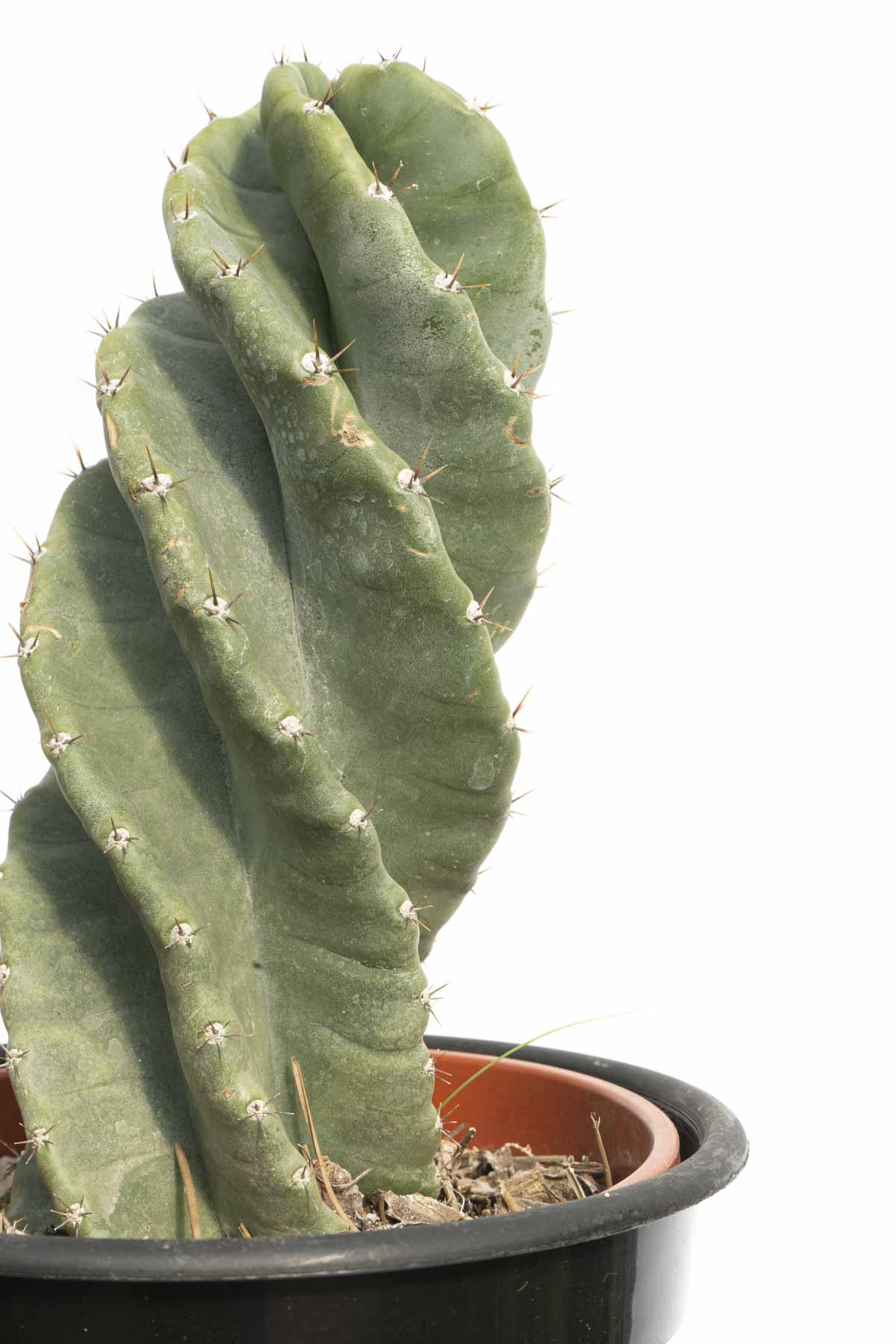 Cactus Espiralado - Imagen 2
