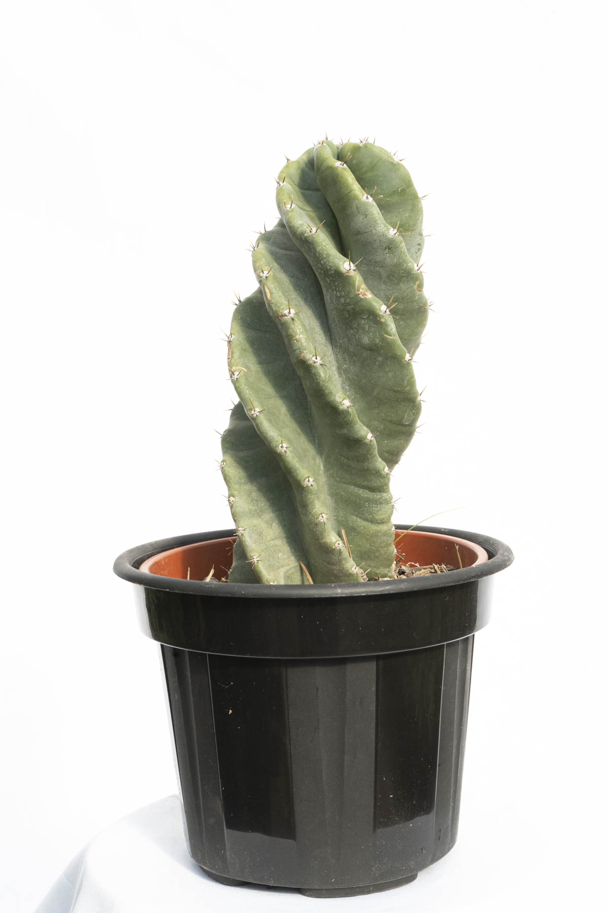 Cactus Espiralado