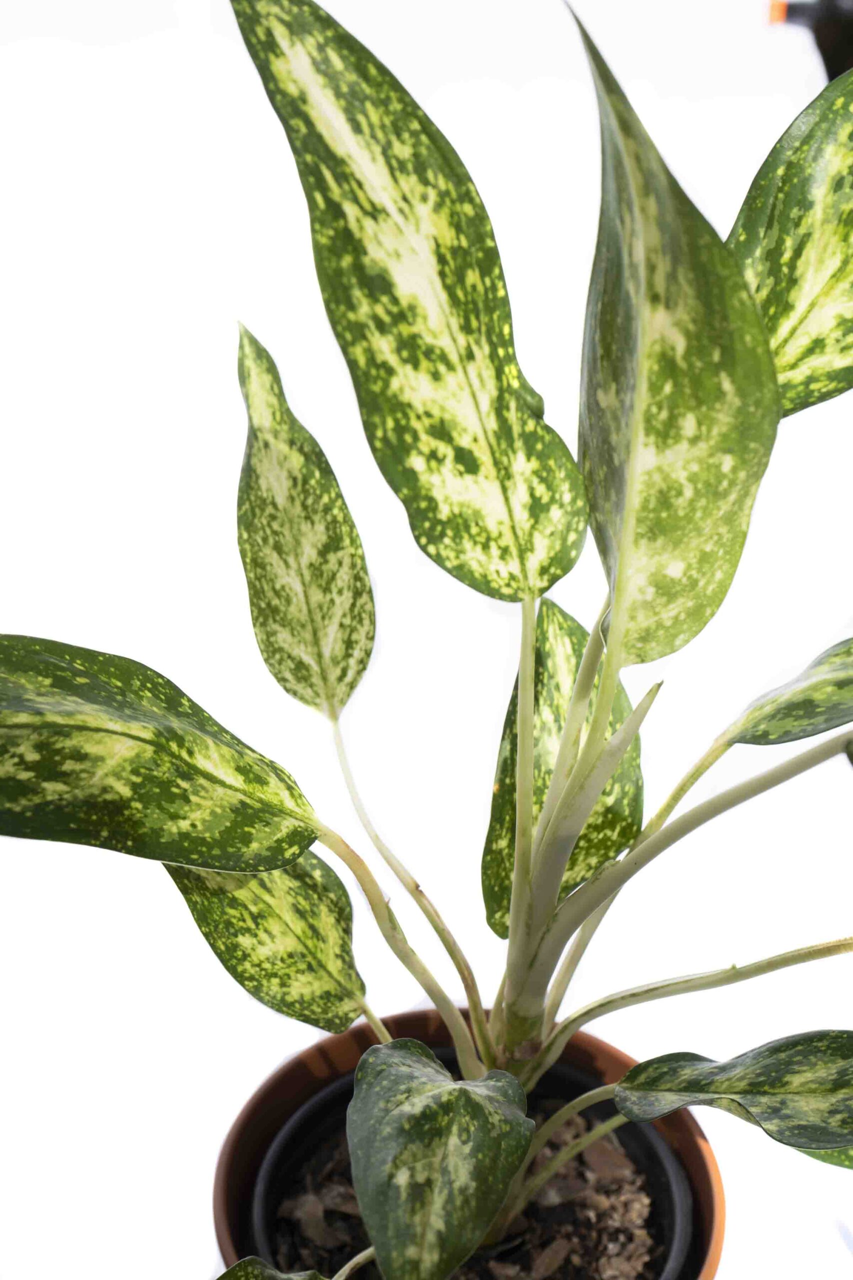 Aglaonema - Imagen 2