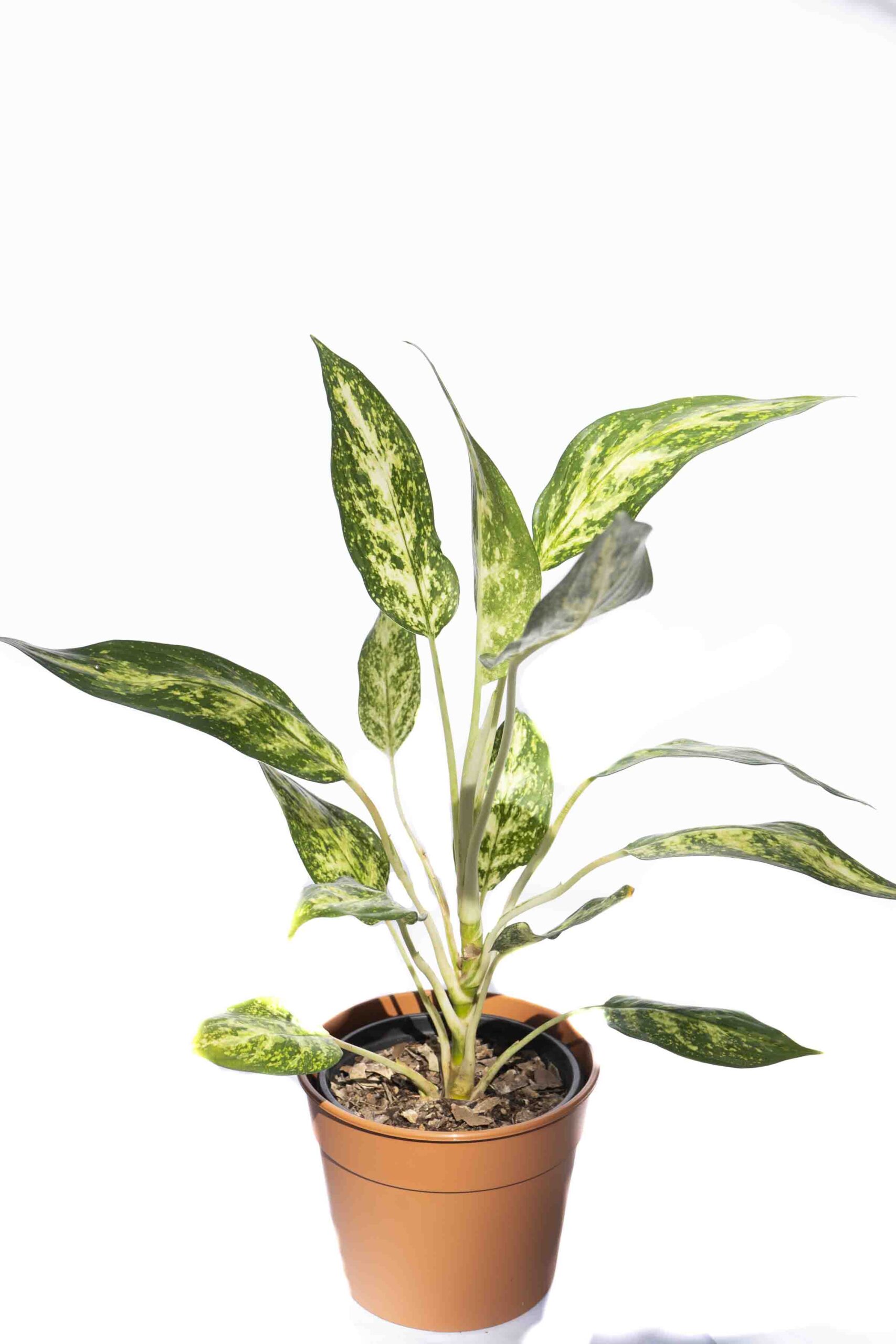 Aglaonema