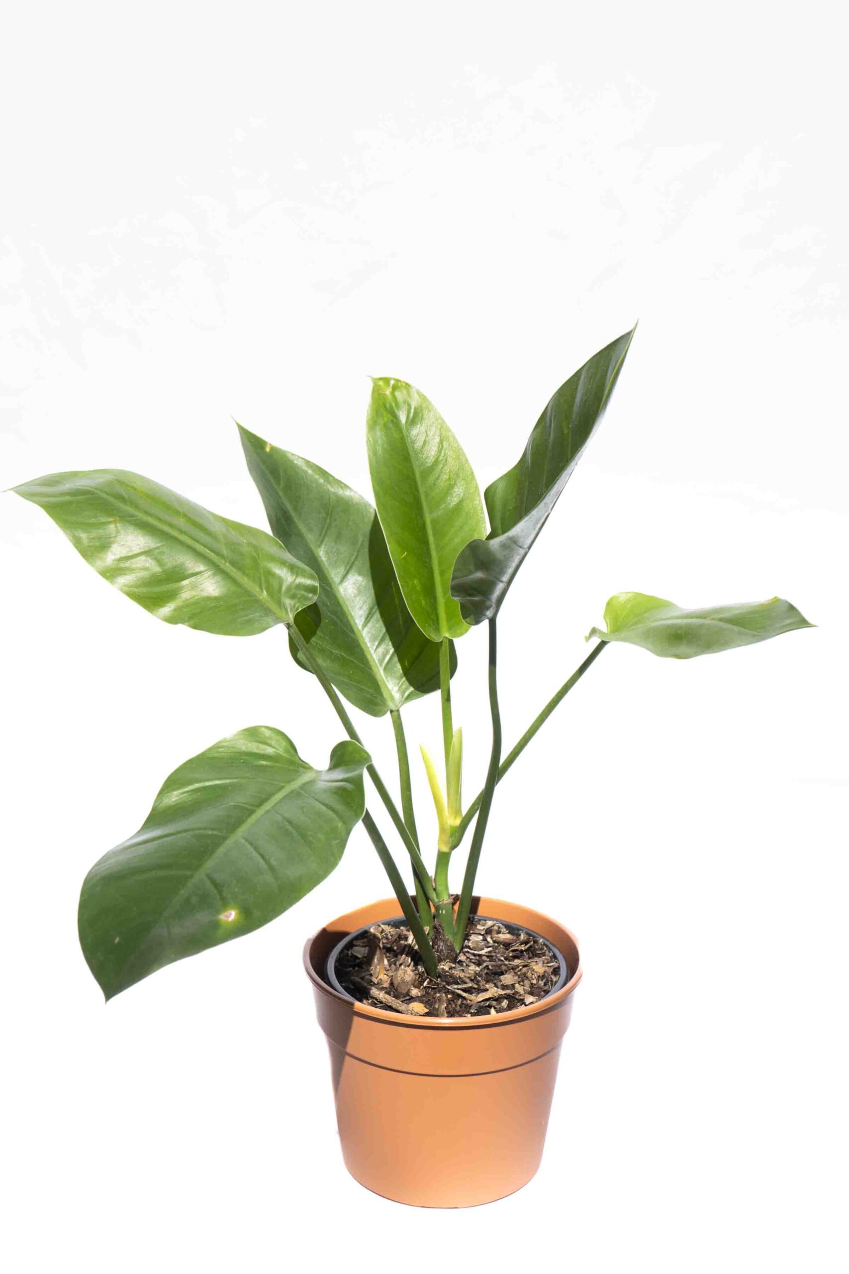 Philodendro Imperial