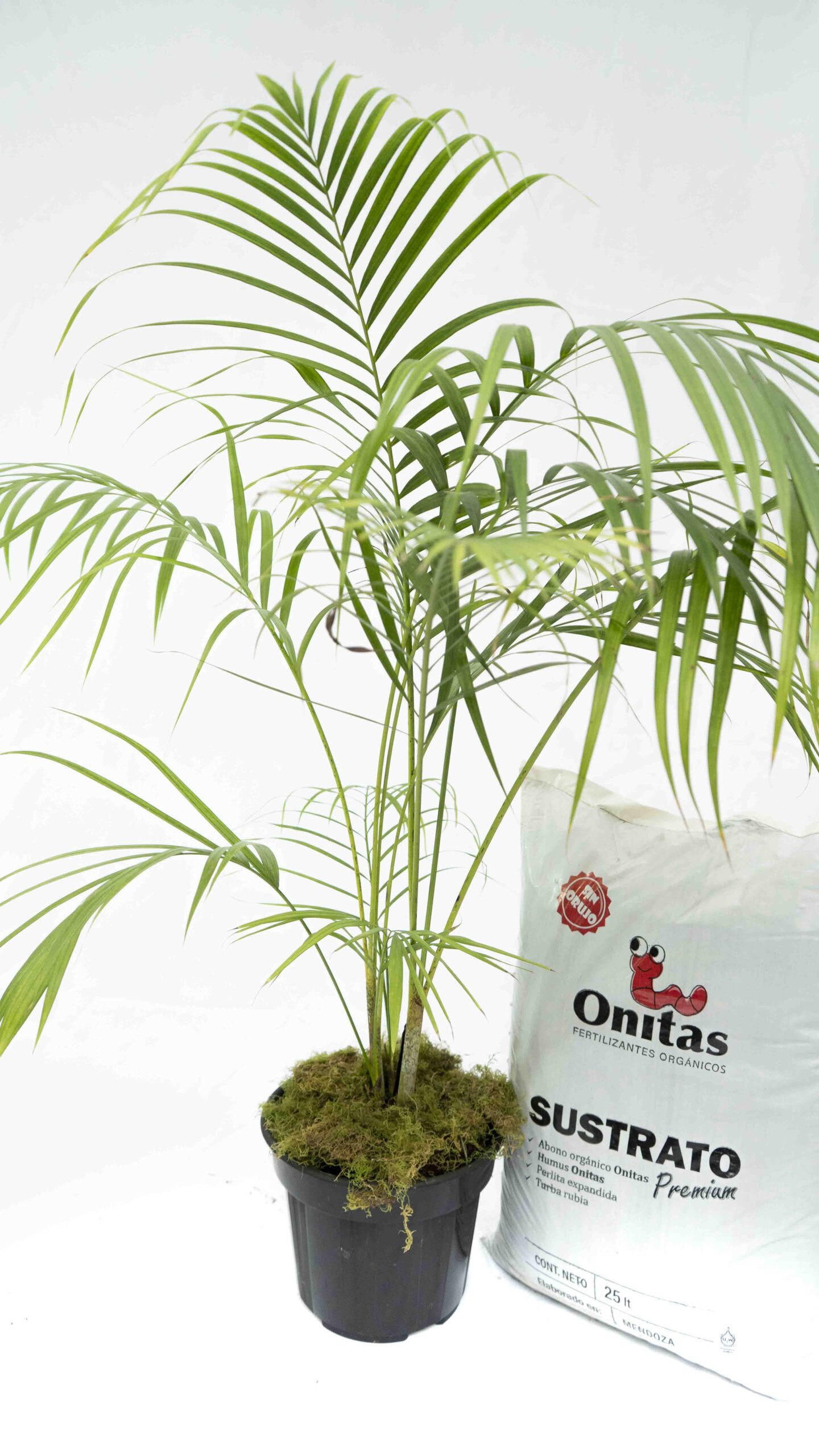 Combo Areca