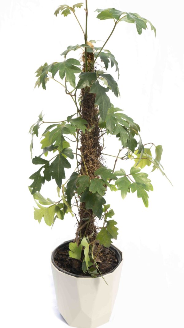 Cissus