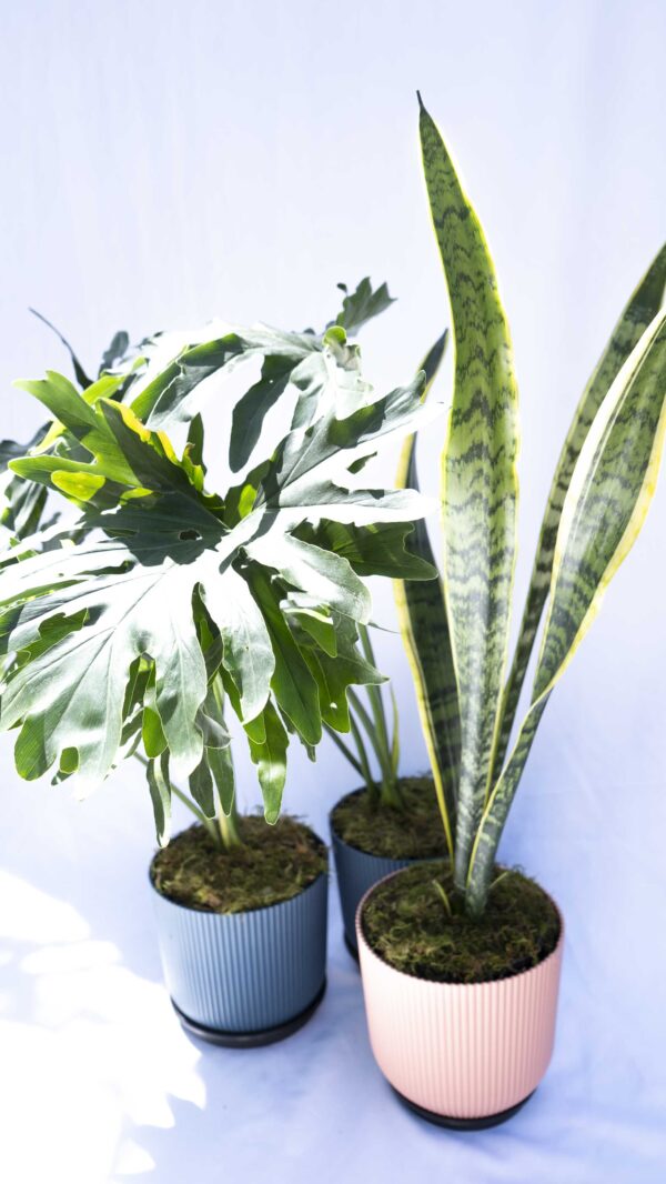 Regalo Equilibrio Verde