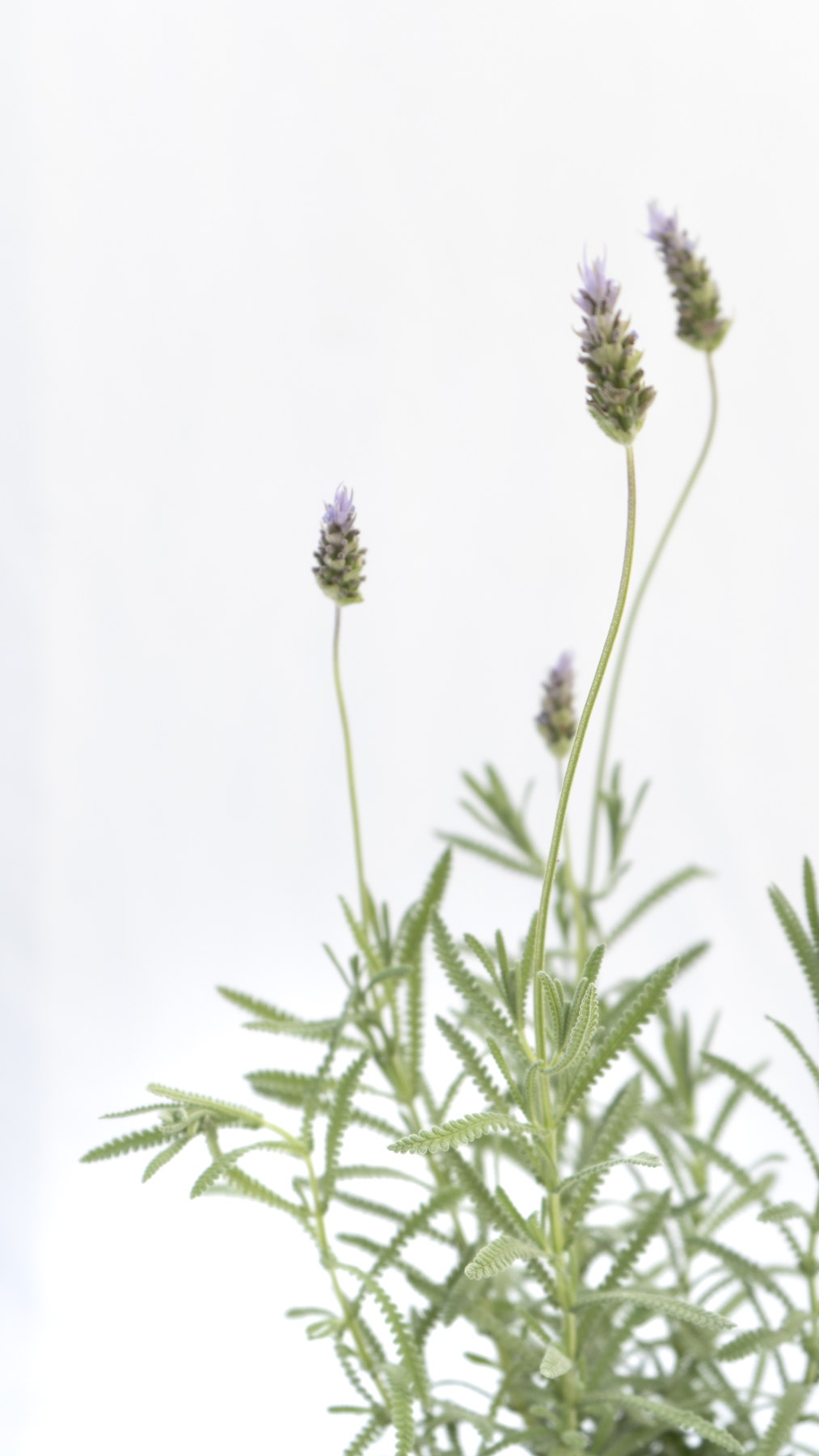 Lavanda - Imagen 2