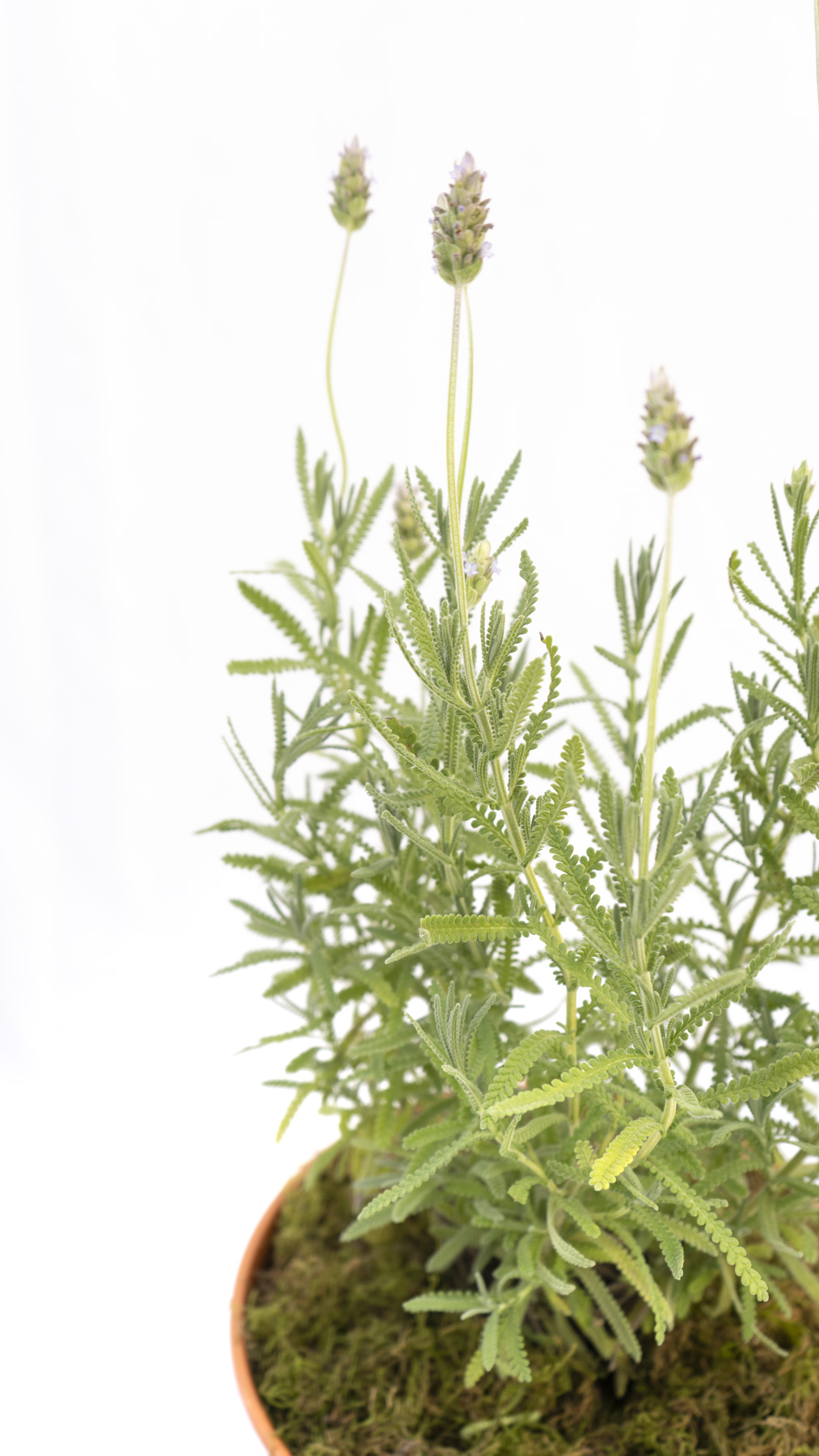 Lavanda - Imagen 3