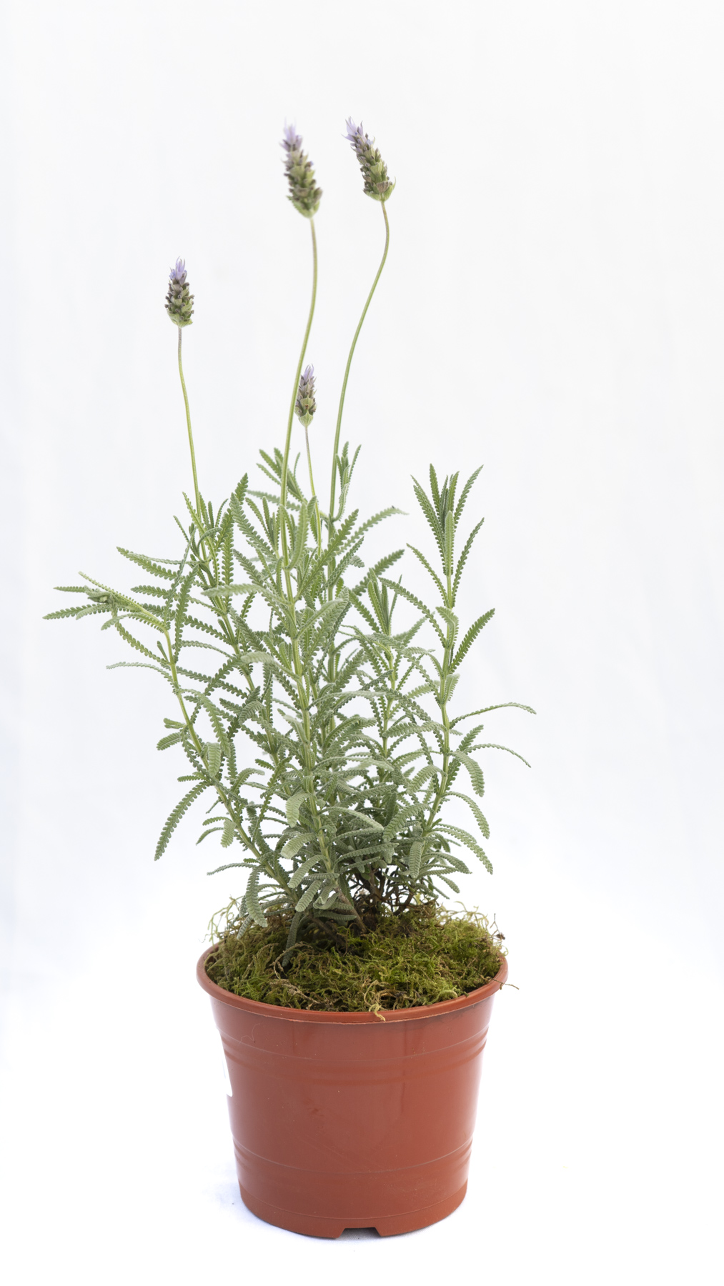 Lavanda