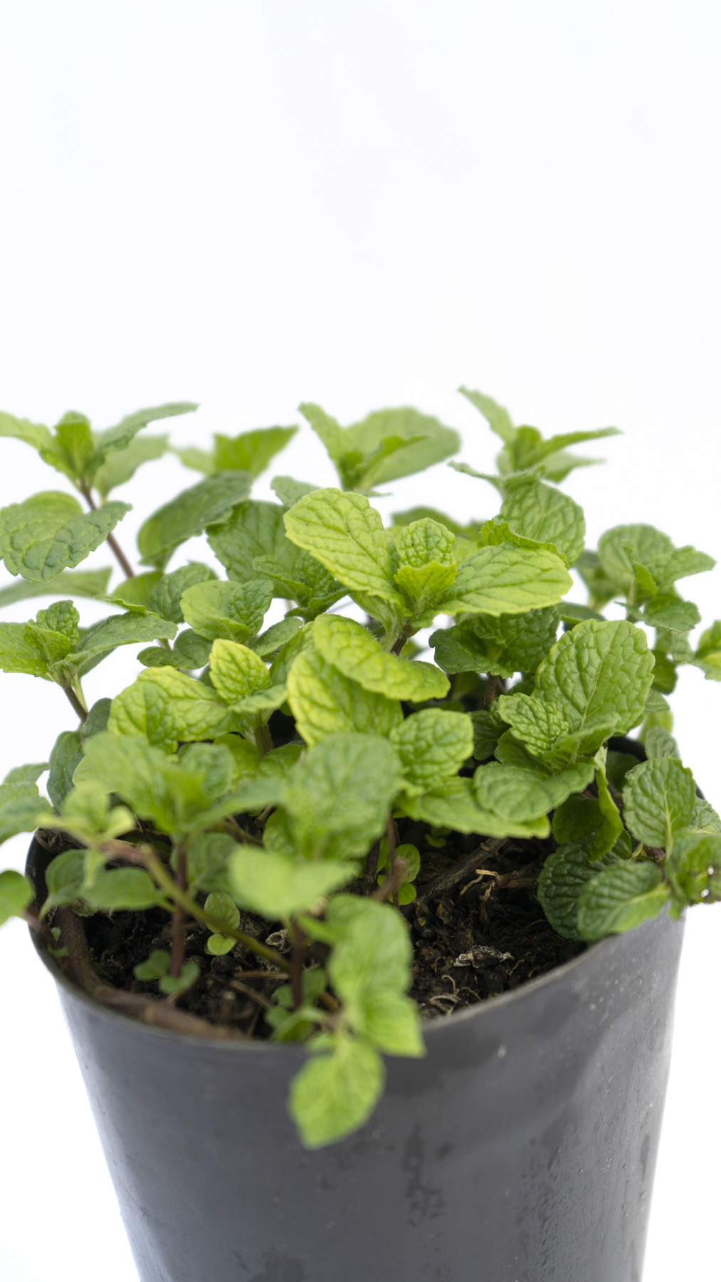 Menta Surtida - Imagen 3