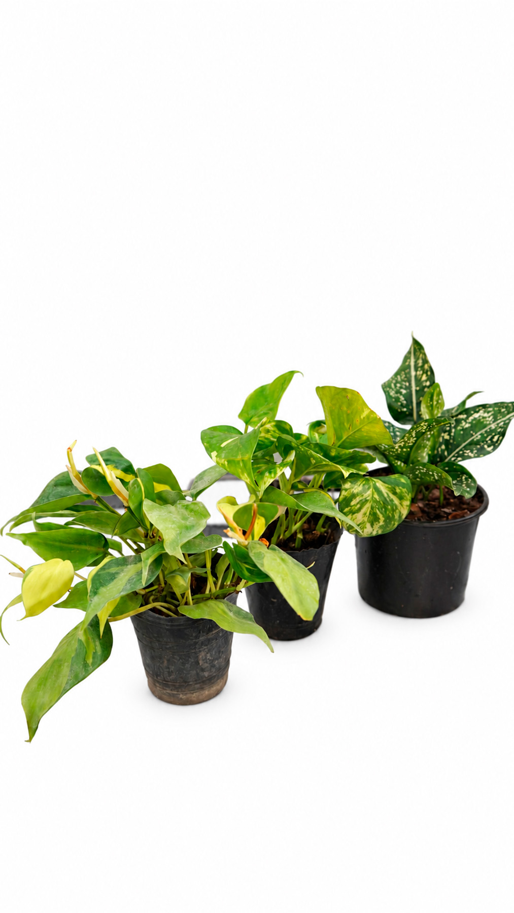 Combo Selva Brasilera
