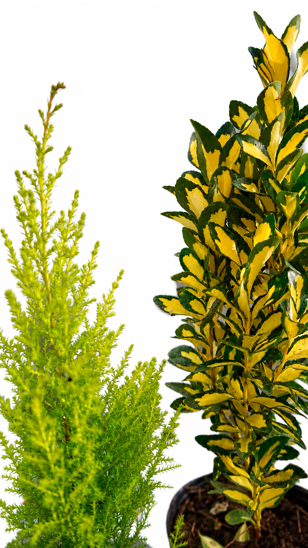 Combo Verde Exterior - Imagen 2